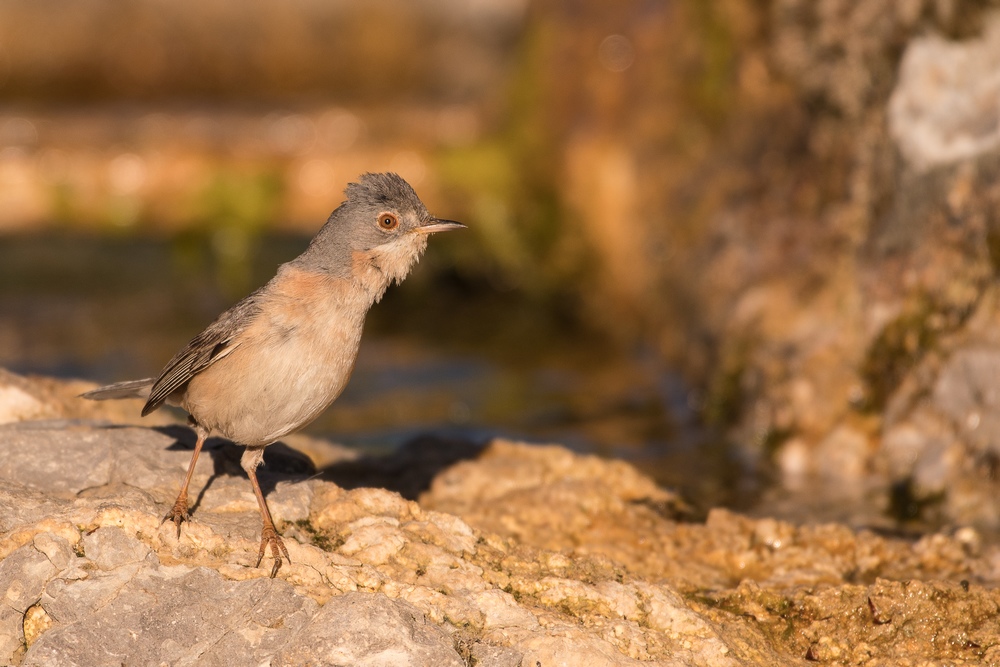 D50_9689-1in.jpg