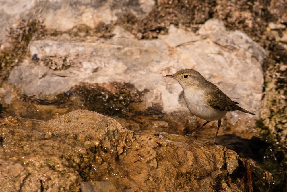 D50_8819-1in.jpg