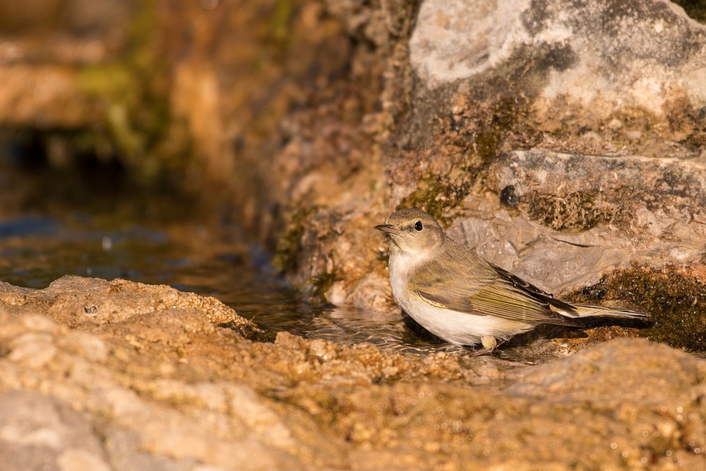 D50_9709-1in.jpg