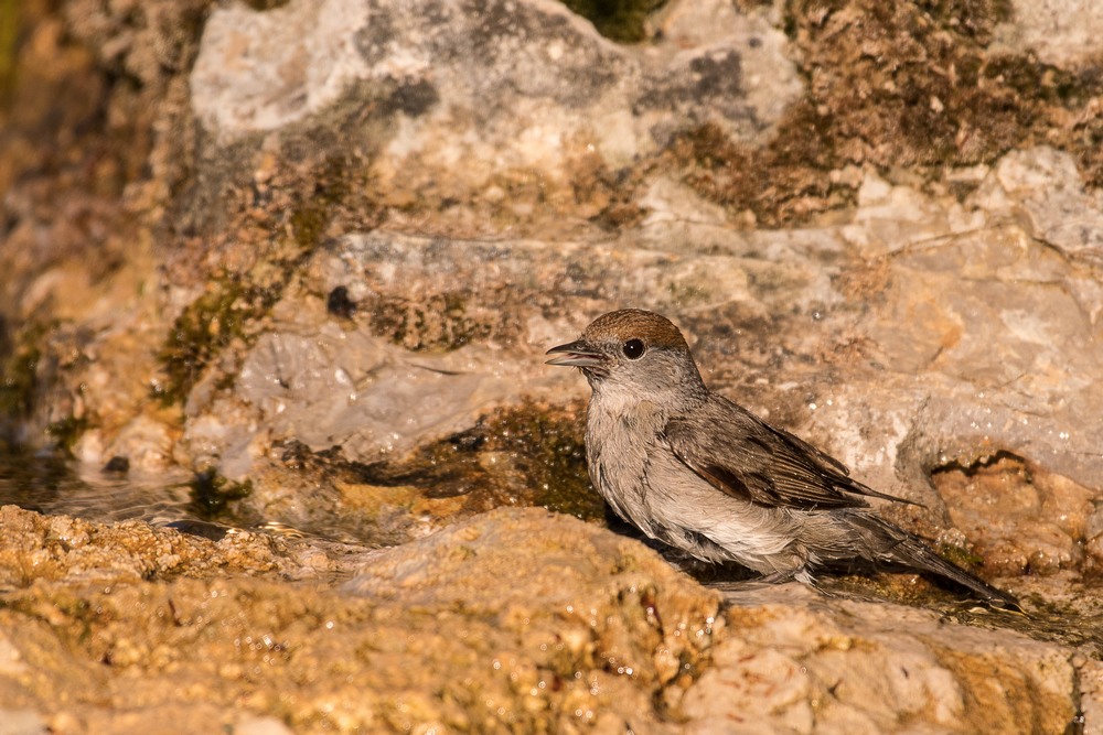 D50_9754-1in.jpg