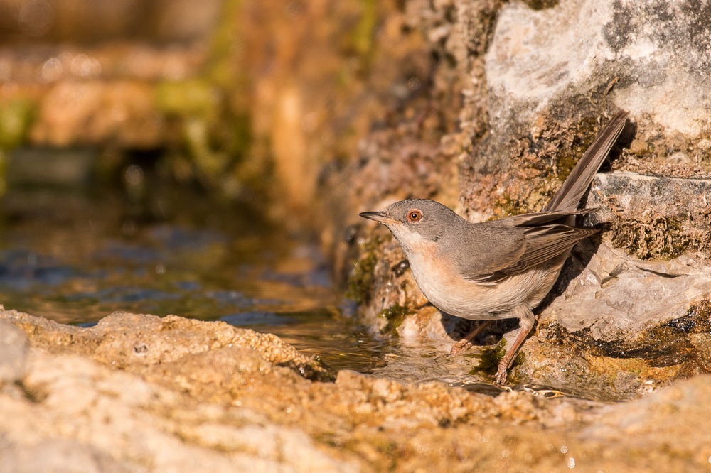 D50_9814-1in.jpg