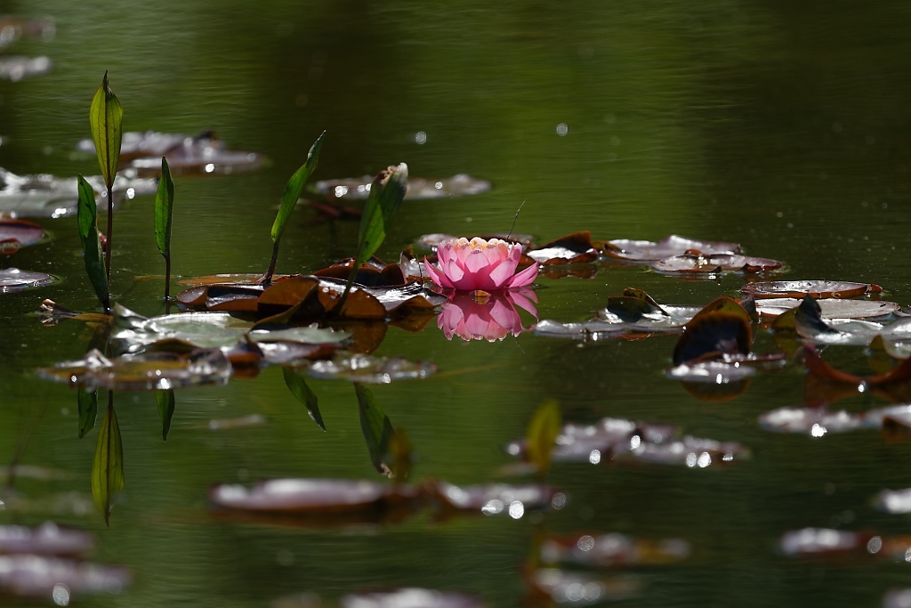 DSC_9218_DxO.jpg