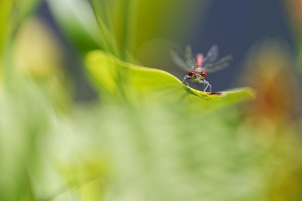 DSC_9221_DxO.jpg