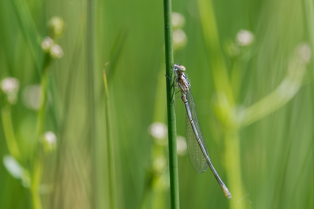 DSC_9230_DxO.jpg