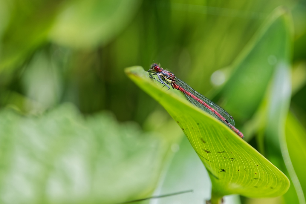 DSC_9231_DxO.jpg