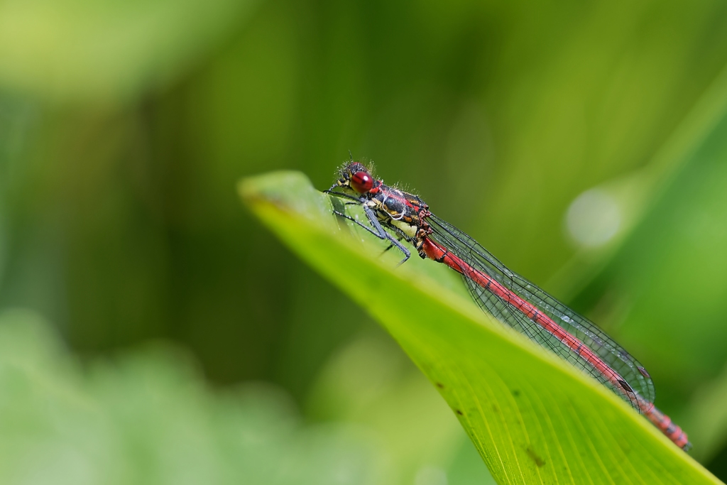 DSC_9232_DxO.jpg