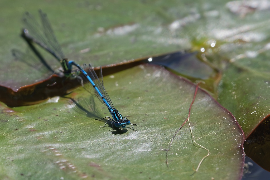 DSC_9236_DxO.jpg