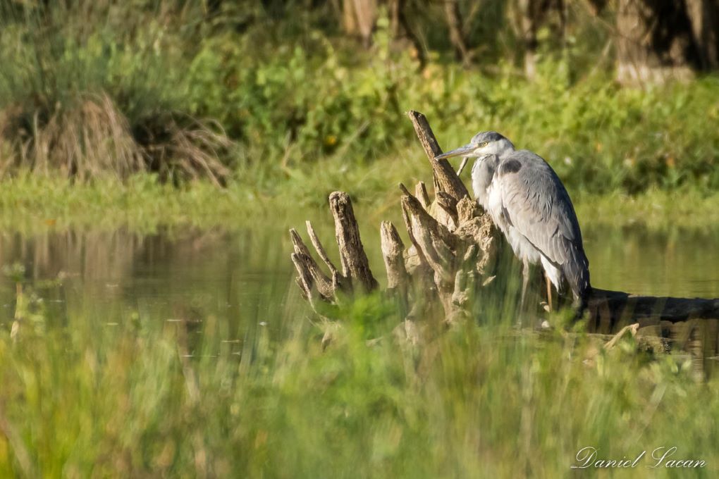 DSC_6793-1.jpg
