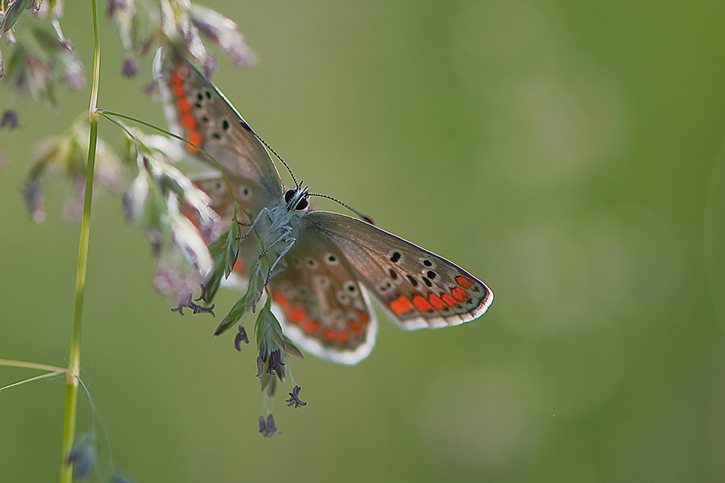 79-Collier de corail.jpg