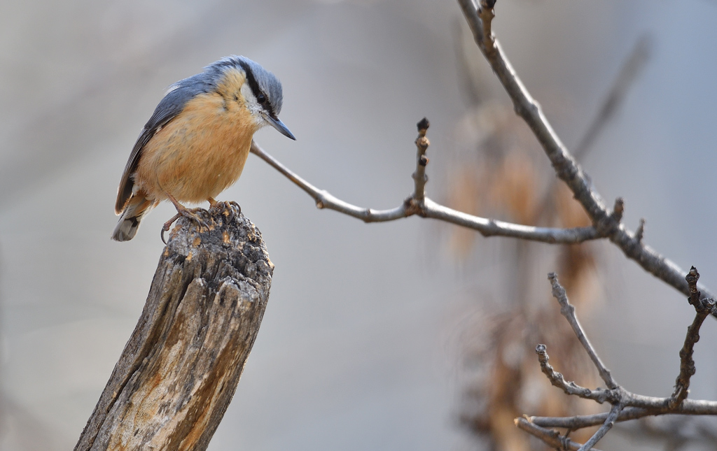 DS5_9980.jpg