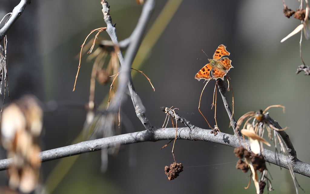 DS5_0343.jpg