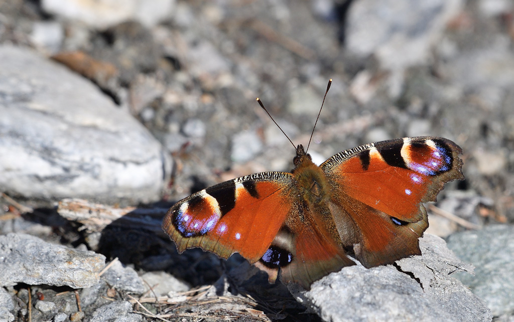 DS5_0269.jpg
