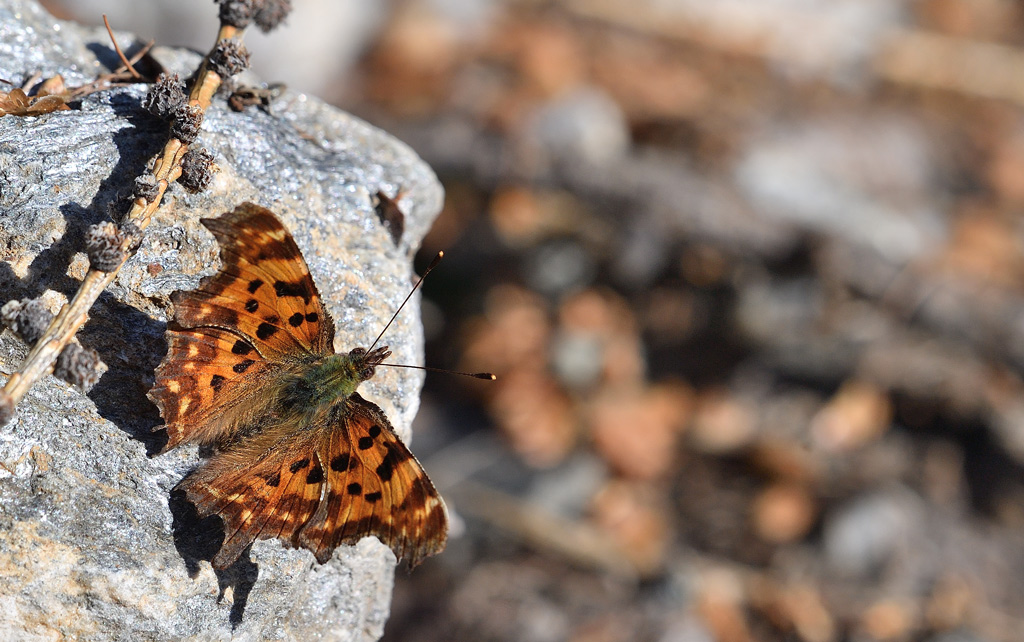 DS5_0277.jpg