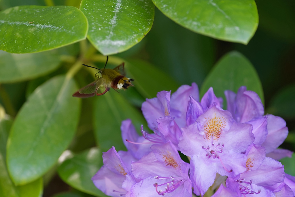 DSC_9276_DxO.jpg