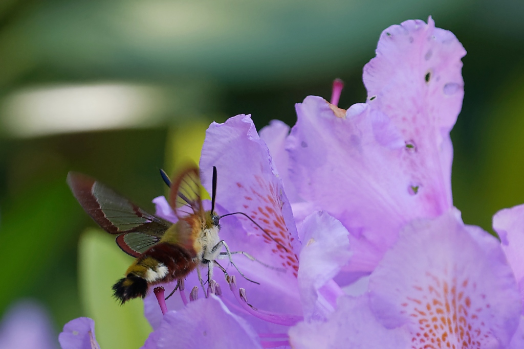 DSC_9278_DxO.jpg