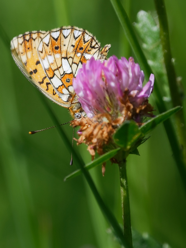 DSC_9376_DxO.jpg