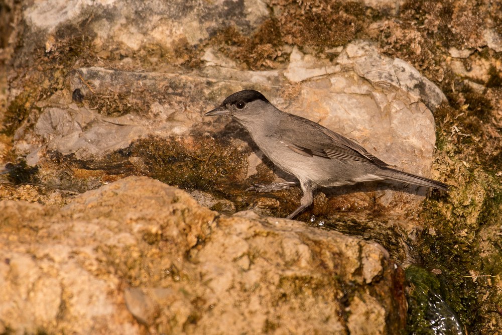 D50_0774-1in.jpg