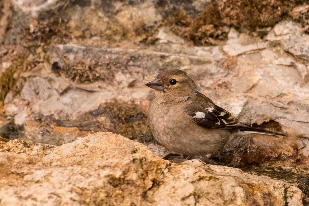 D50_0894-1in.jpg