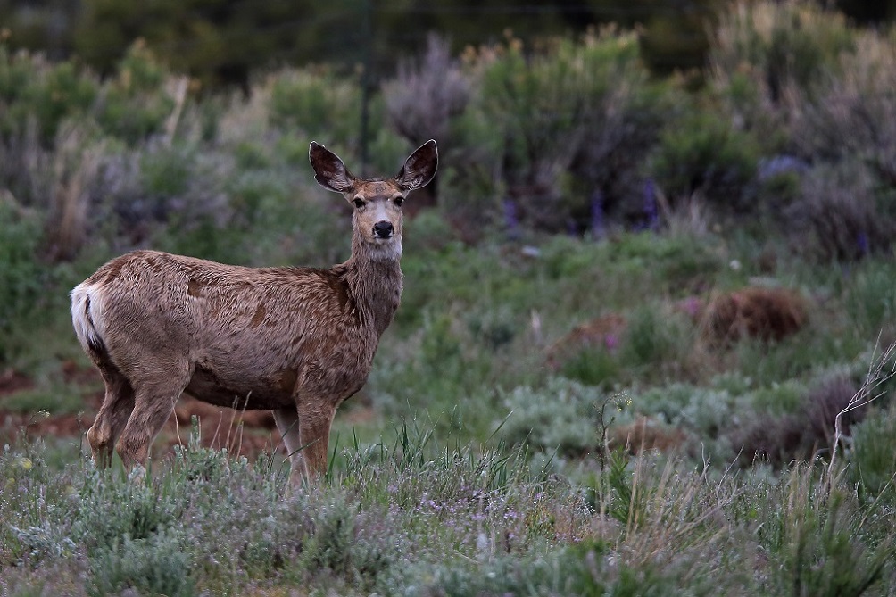 054 Cerfs mulet(biches).JPG