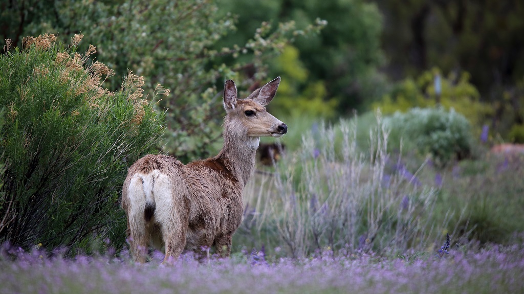 055 Cerfs mulet(biches).JPG