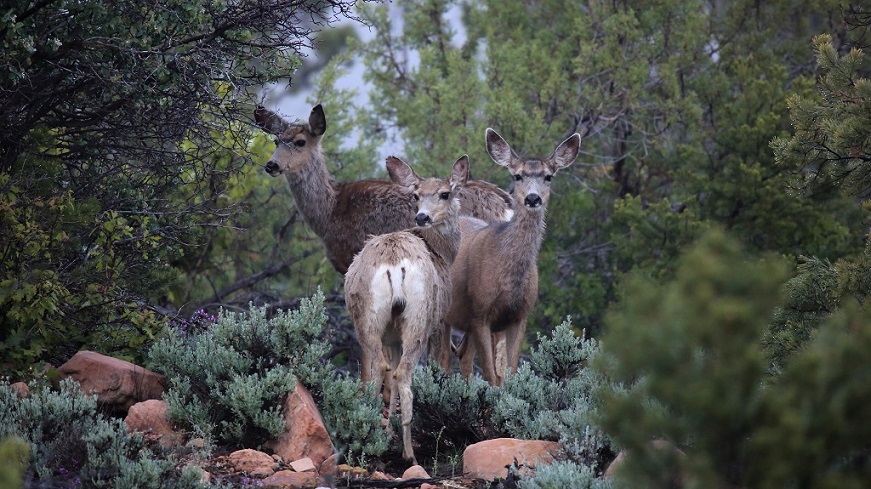 057 Cerf mulet Blanding.jpg