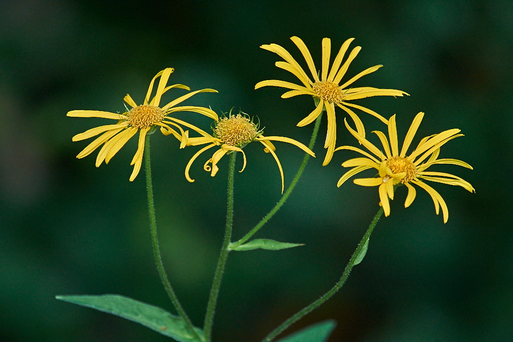 c 7358 .jpg