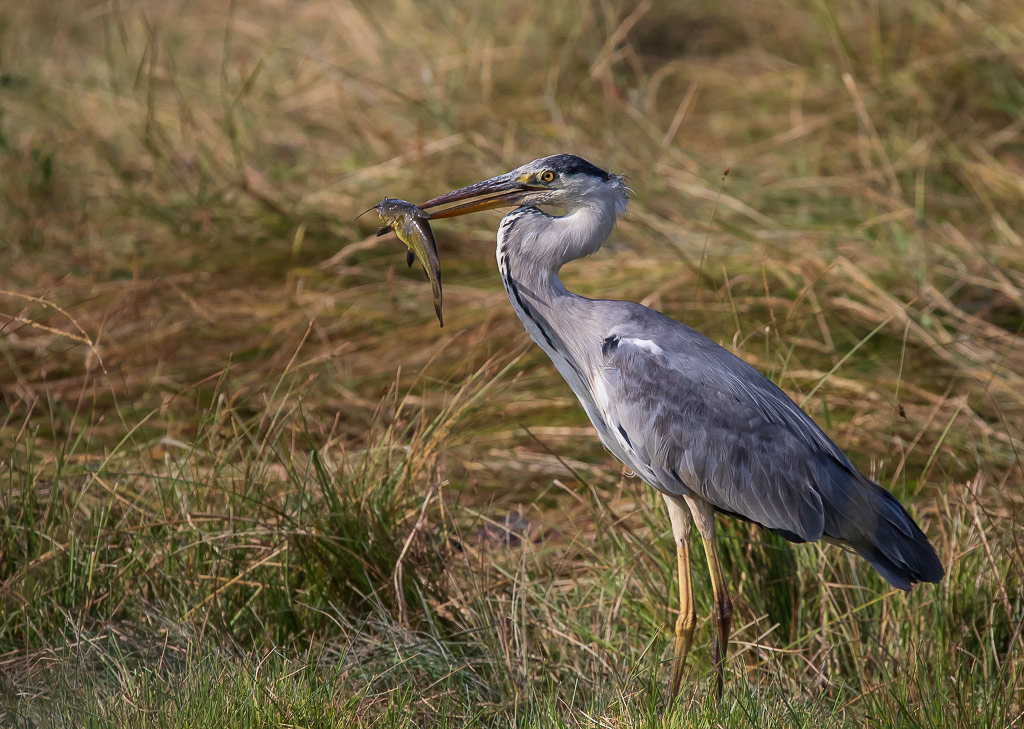IMG_3149-1.jpg