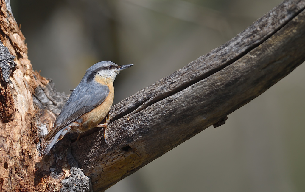 DS5_0424.jpg