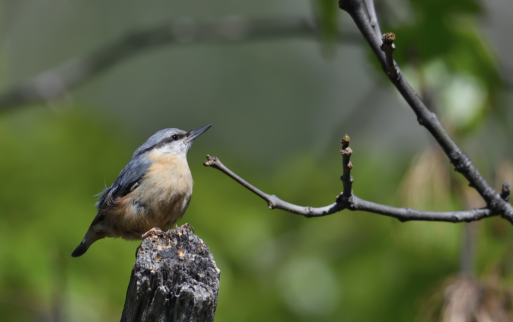 DS5_0443.jpg