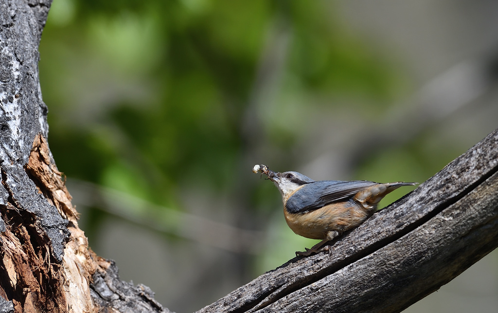 DS5_0452.1.jpg