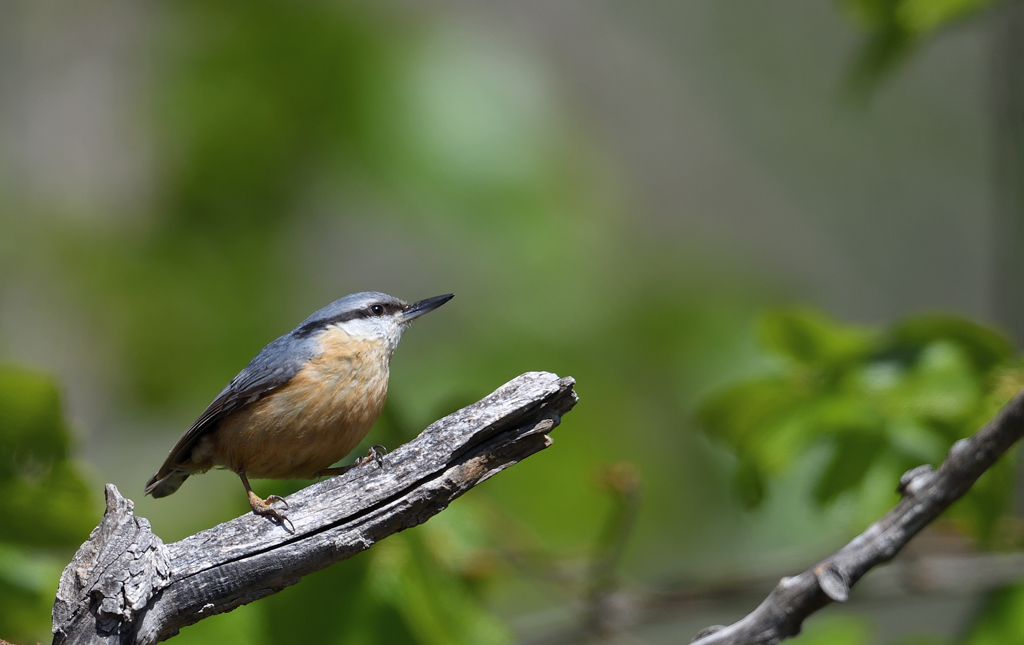 DS5_0463.jpg