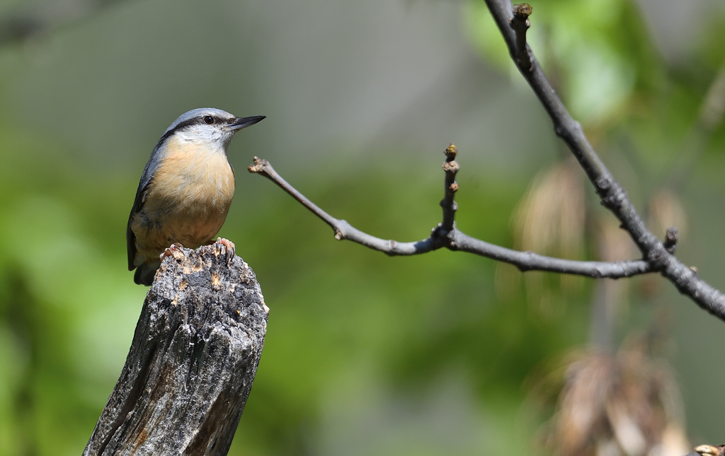 DS5_0471.jpg