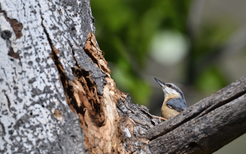 DS5_0476.jpg