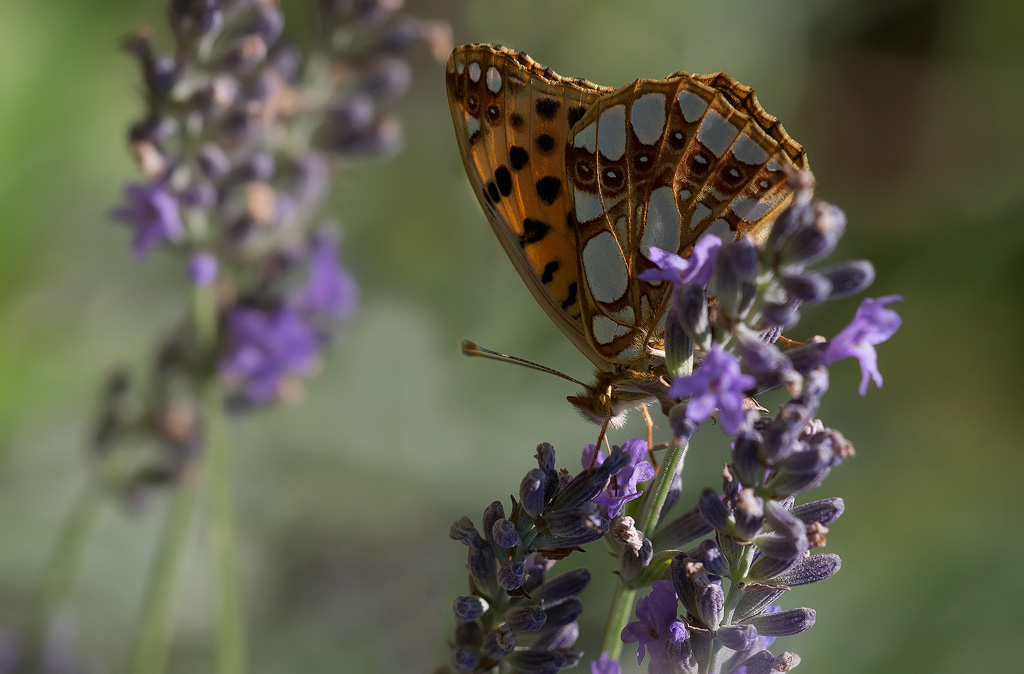 _MGL7083-petit-nacré.jpg