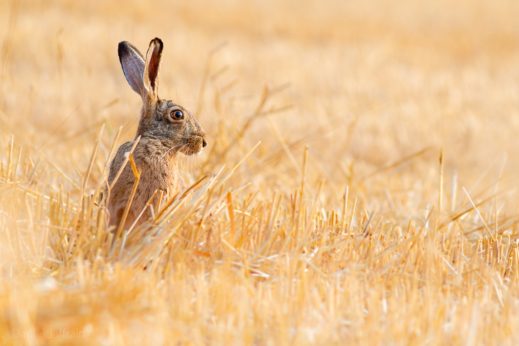 Image et Nature-1-21.jpg