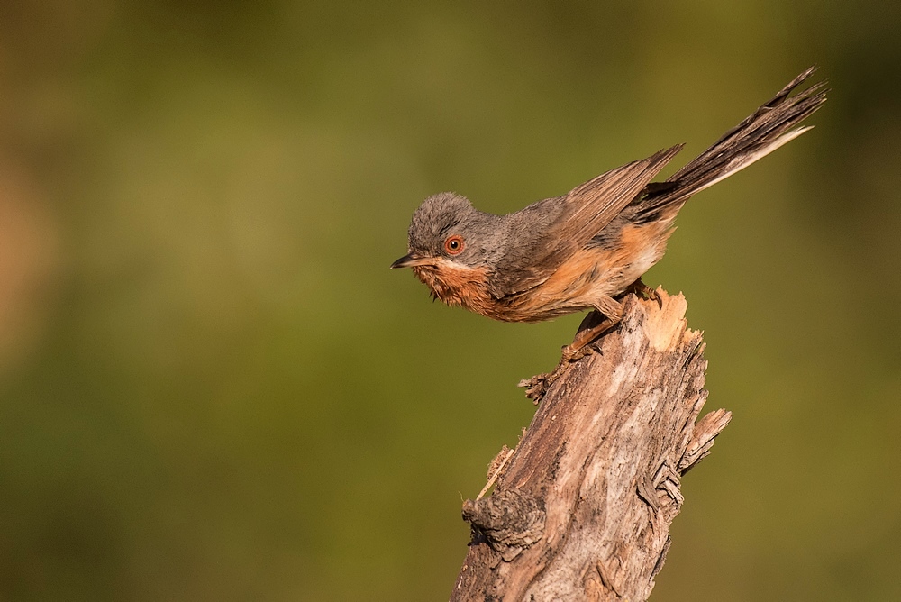 D50_2692-1in.jpg