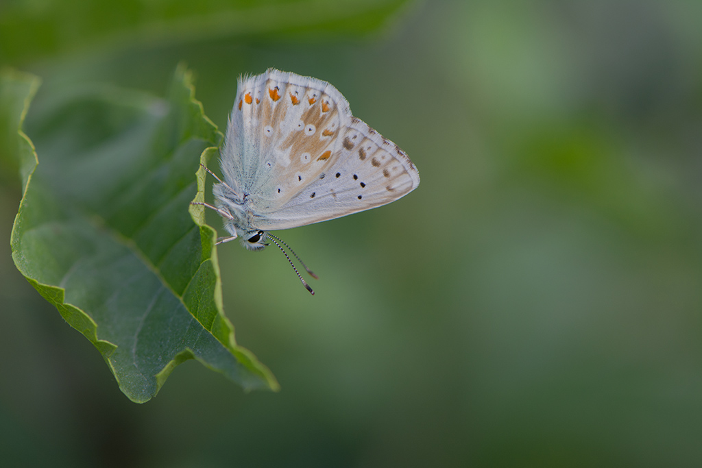 87-Bleu nacré.jpg