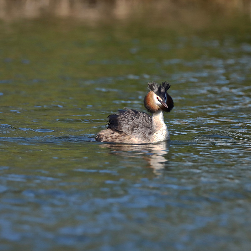 IMG_9492 copie.jpg