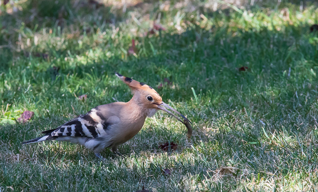 IMG_2873-1.jpg