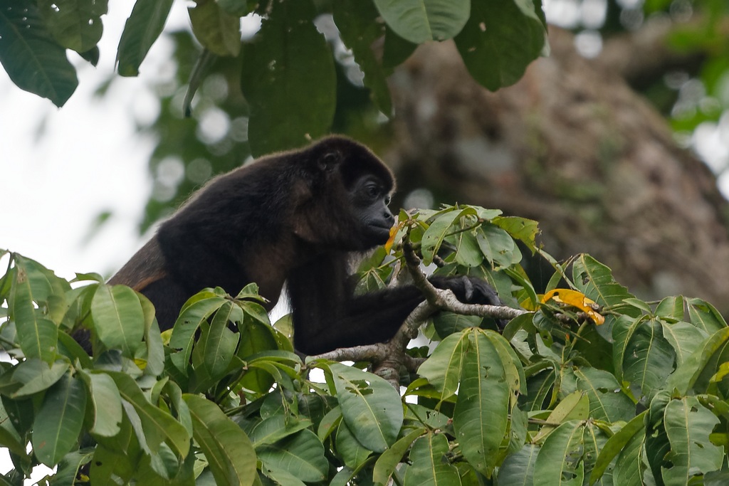 23 - Singe hurleur à manteau.jpg