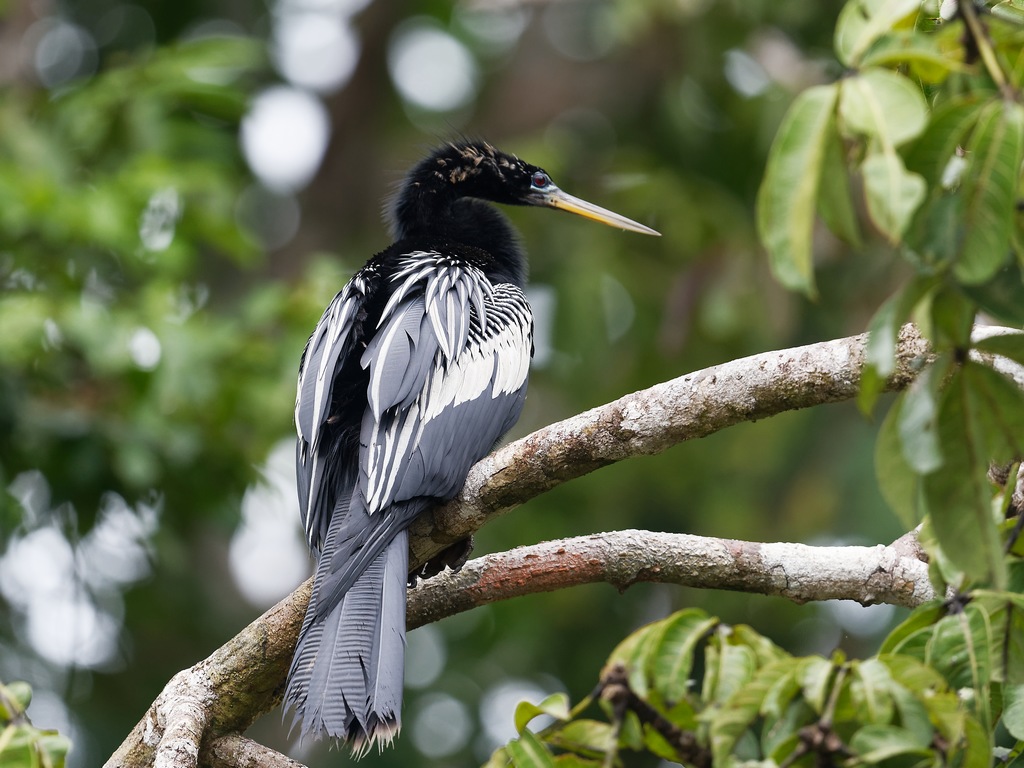 21 - Anhinga d'Amérique.jpg