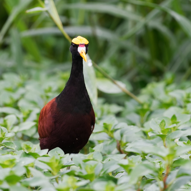 30 - Jacana du Mexique.jpg
