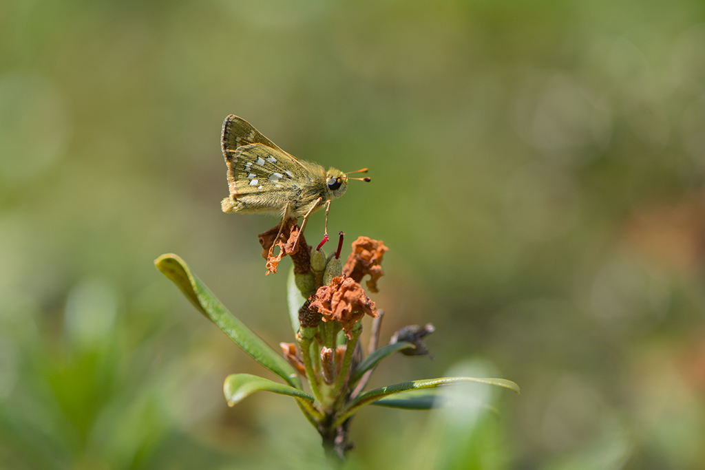 107-Hespèrie commune ou comma.jpg
