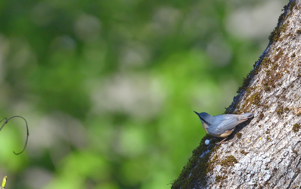 DS5_0514.jpg