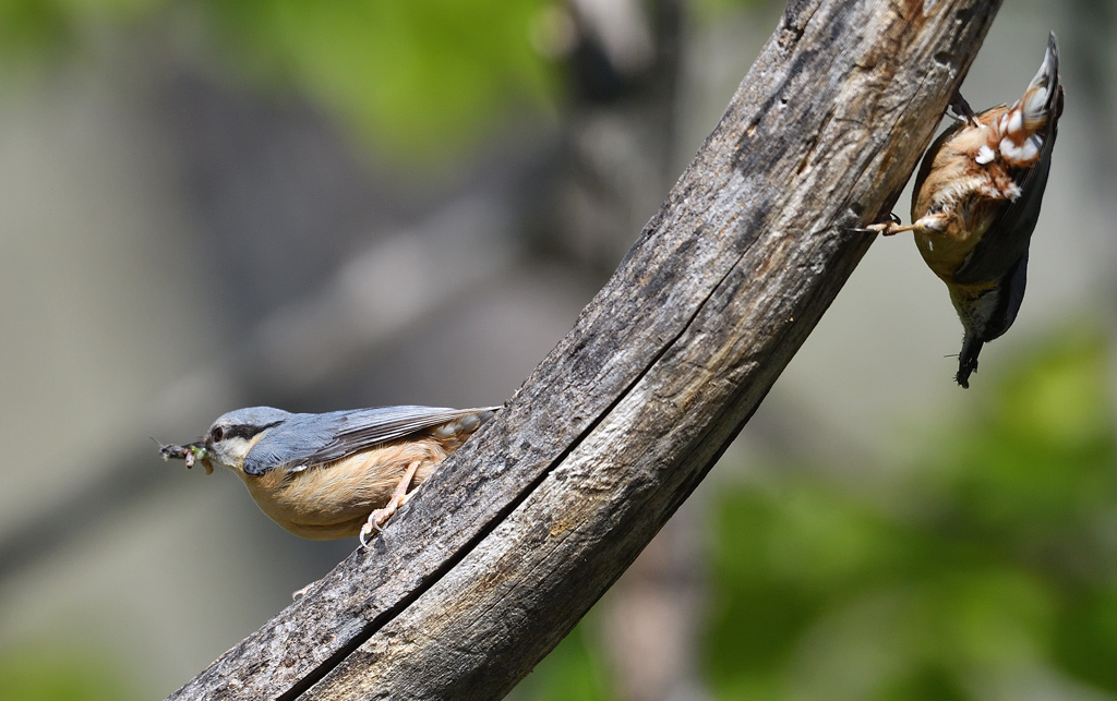 DS5_0520.jpg