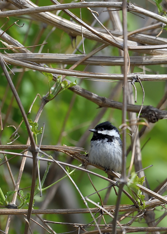 DS5_0551.jpg