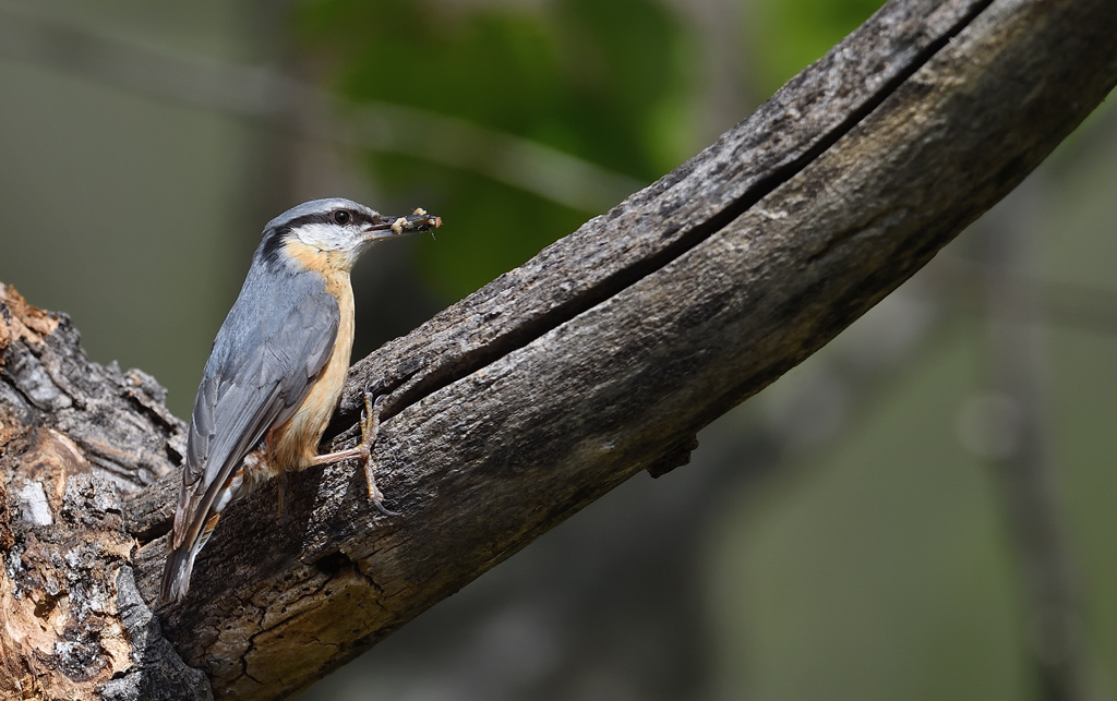 DS5_0572.jpg