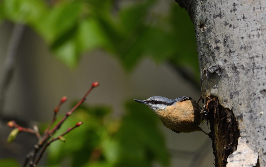 -DS5_0595.jpg