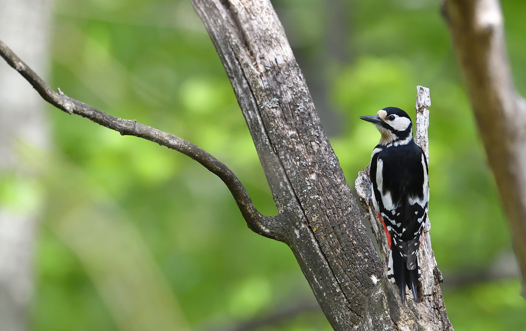 DS5_0608.jpg