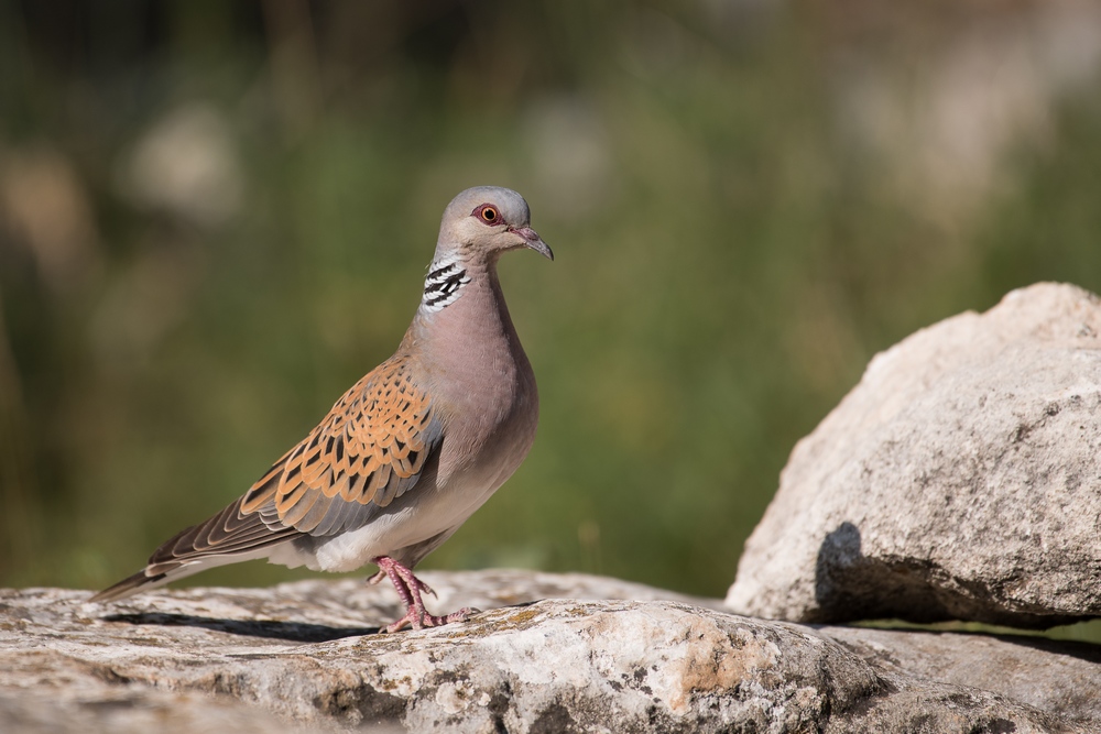 D85_1275-1in.jpg